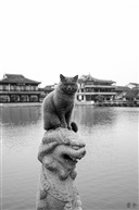 真假“狮王”