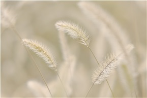 狗尾巴草