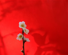 梅