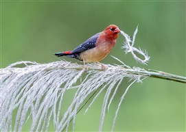 《红梅吐花》