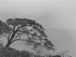 黄山松1