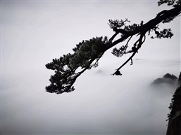 黄山松2