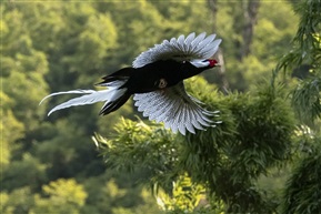 《竹林飞鹇》