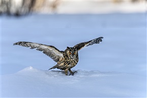 《踏雪起舞》