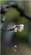 雨水