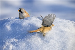 《雪中情侣》