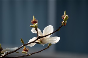 玉兰花开满园春