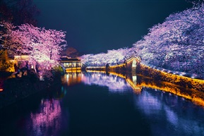 鼋头渚夜樱