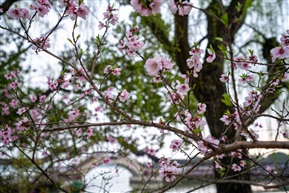 锦溪桃花始盛开