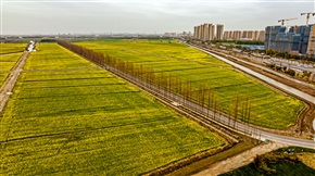 油菜花海