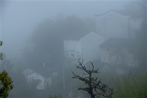 《古村、老树与大雾》
