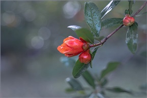 五月榴花照眼明