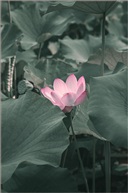 亭林荷花（二）
