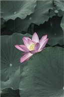 亭林荷花（二）