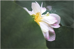 荷（一）