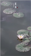 夏至节气