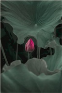 亭林荷花（二）