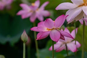 雨中荷花