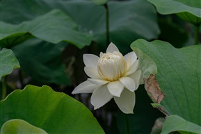 雨中荷花