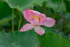 雨中荷花