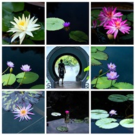 莲花