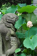 玉峰並蒂蓮