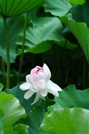 玉峰並蒂蓮