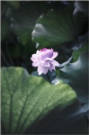 并蒂莲（三）