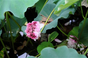 玉峰並蒂蓮