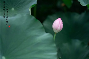 映日荷花别样红