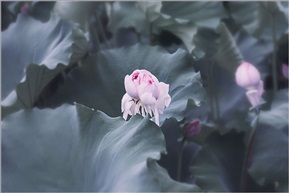 并蒂莲