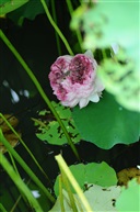 玉峰並蒂蓮