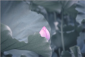 亭林并蒂莲