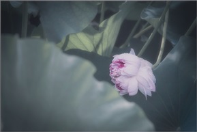 并蒂莲