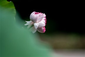 荷