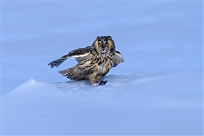 《雪中行》