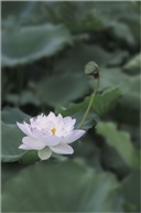 荷（三）