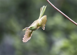《蓝须夜蜂虎》
