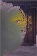残荷（一）
