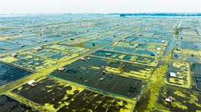 大闸蟹养殖区