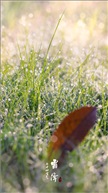 霜降节气