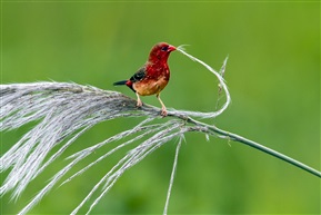 《红梅迎春》