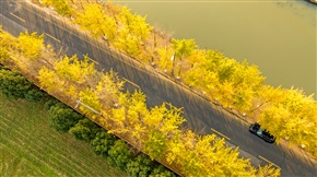 银杏路