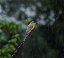 《听雨声》