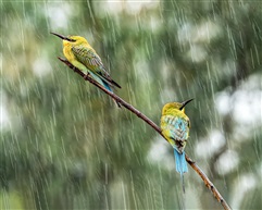 《雨中真情》