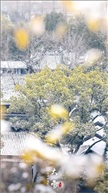 大雪节气