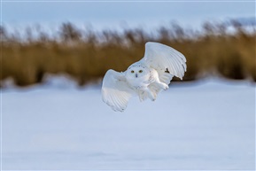 《雪原上美丽公主》