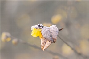 梅花香自苦寒来...