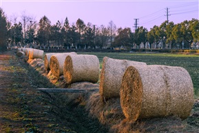 离离原上草，一岁一枯荣。