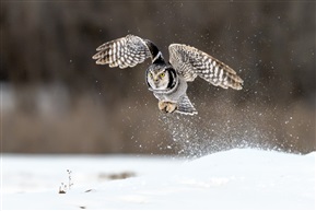 《飞雪迎春》